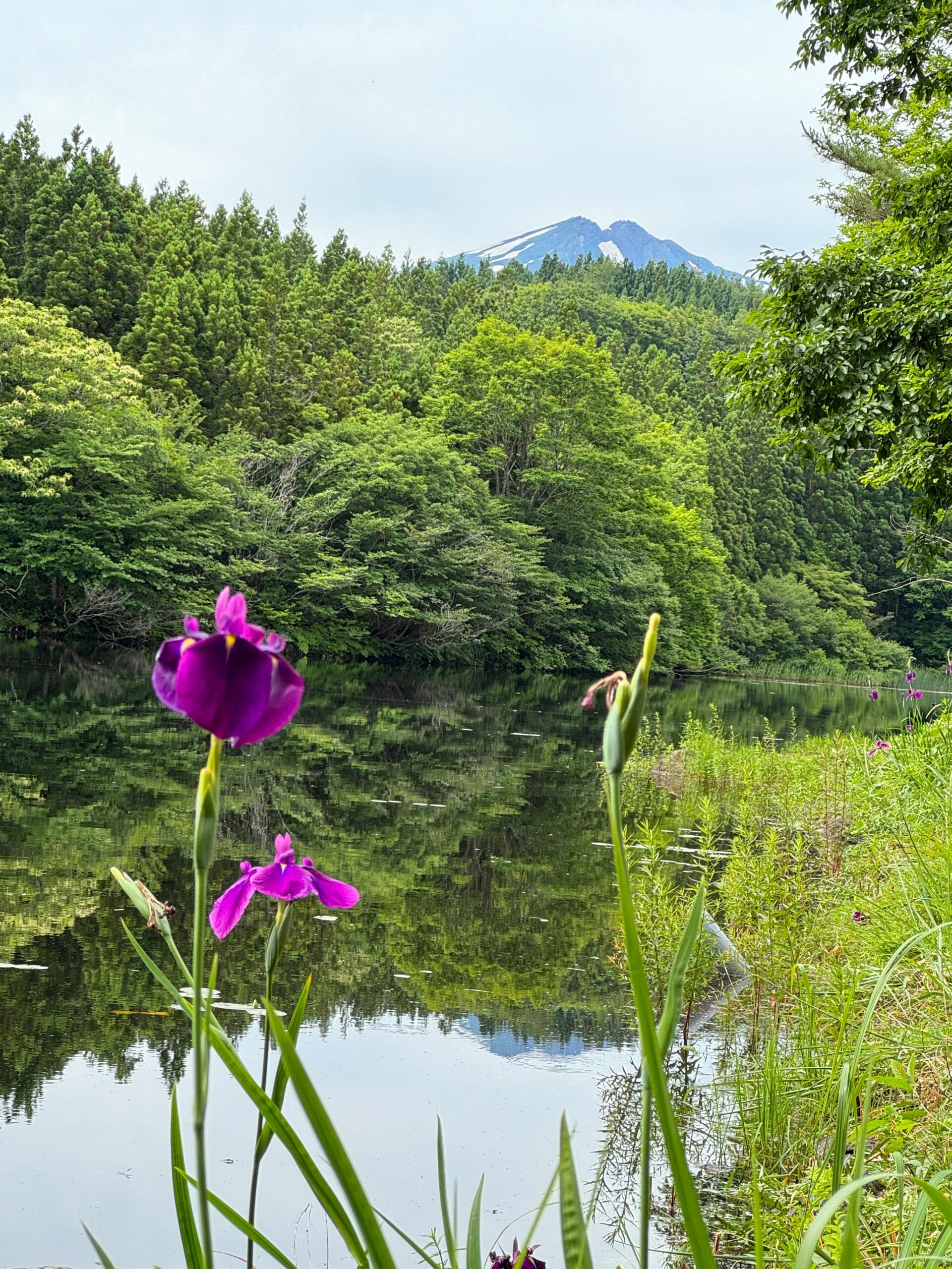 田んぼに行けばお米は育てられるのか？という話